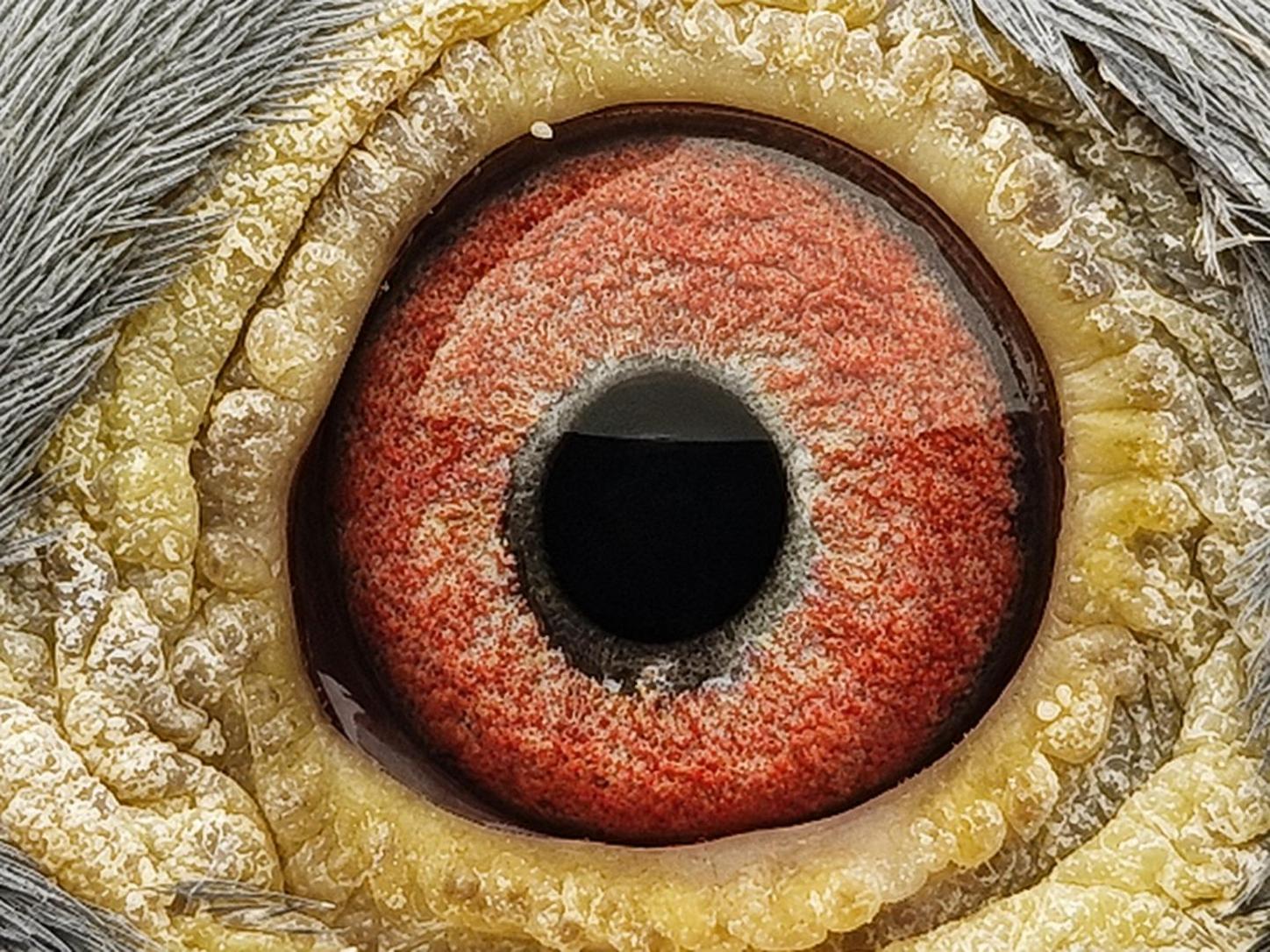 Pigeon eye